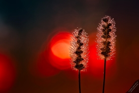 Morning Dew on Seed Heads PL9906