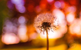 Make A Wish PL10075 Make A Wish PL10075