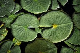 Lost Lake Lilypads PL10172