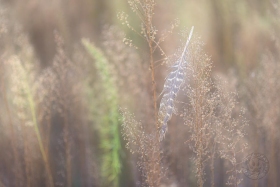 Feather in Field Grasses PL10335