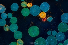 Lilypads PL10352