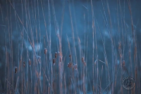 Silent Cattails PL10390