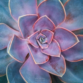 Succulent Detail PL10400
