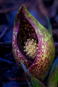 Eastern Skunk Cabbage PL10852 Eastern Skunk Cabbage PL10852
