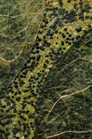 Lichen & leaves PL6694 Lichen & leaves PL6694