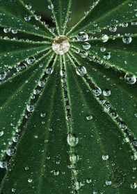 Lupine Dew Drops PL8508 Lupine Dew Drops PL8508