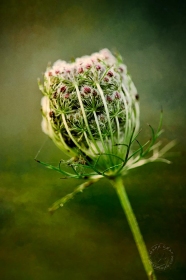 Queen Ann's Lace bundle II PL9305