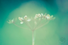 Light and airy seeds PL9308
