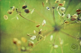 Fall seed textures I PL9322