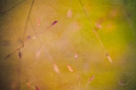 Canvas of fall grasses PL9324