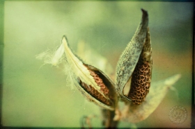 Milkweed pods PL9344