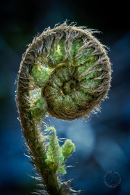 Fern Fiddlehead PL9729