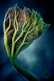 Spring sprout PL9730