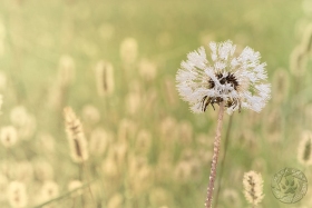 Seed head in meadow PL9928 Seed head in meadow PL9928