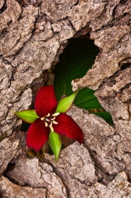 Red Trillium in bark FL8808 Red Trillium in bark FL8808