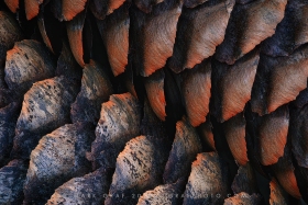 Norway Spruce Cone Detail TR10847 Norway Spruce Cone Detail TR10847