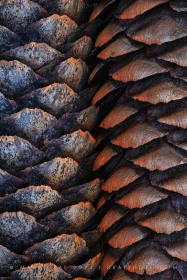 Norway Spruce Cone Detail TR10848 Norway Spruce Cone Detail TR10848