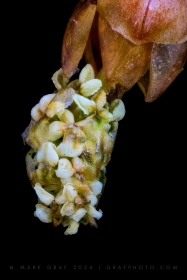 Male pollen baring cone of Dawn Redwood tree TR10850 Male pollen baring cone of Dawn Redwood tree TR10850