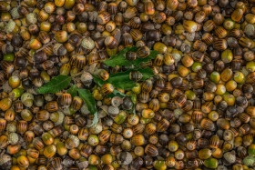 Chinquapin Oak acorn mass TR10975 Chinquapin Oak acorn mass TR10975