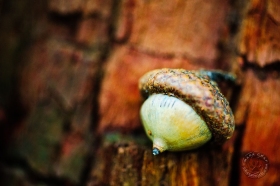 Acorn portrait TR9268