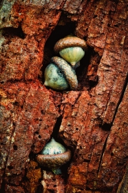 Acorn Trio TR9564