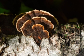 Turkey Tail mushrooms on Paper Birch MU10688 Turkey Tail mushrooms on Paper Birch MU10688