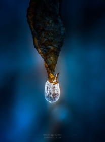Frozen Raindrop on leaf WI10250 Frozen Raindrop on leaf WI10250