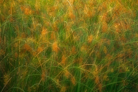 Pattern of Bulrush PL7994 Pattern of Bulrush PL7994