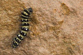 American Lady caterpillar BU10136 American Lady caterpillar BU10136