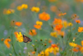 Monarch in colorful meadow BU10168 Monarch in colorful meadow BU10168