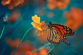 Monarch butterfly on tickseed BU10171 Monarch butterfly on tickseed BU10171
