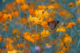 Monarch butterfly in pollinator field BU10228 Monarch butterfly in pollinator field BU10228