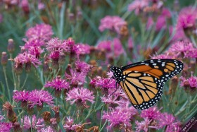 Monarch Butterfly on Summer Surrender Ironweed BU10533 Monarch Butterfly on Summer Surrender Ironweed BU10533