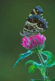 Painted Lady Butterfly on clover BU743 Painted Lady Butterfly on clover BU743