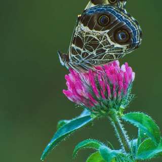 Painted Lady Butterfly on clover BU743