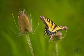 Tiger Swallowtail butterfly on teasel BU7981 Tiger Swallowtail butterfly on teasel BU7981