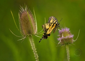 Tiger Swallowtail butterfly BU7982 Tiger Swallowtail butterfly BU7982