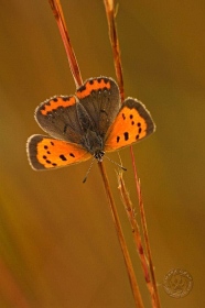 American Copper Butterfly BU8009 American Copper Butterfly BU8009
