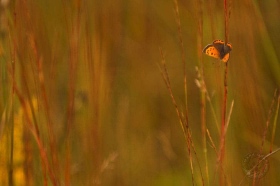 American Copper Butterfly in meadow BU8244 American Copper Butterfly in meadow BU8244