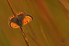 American Copper Butterfly BU8245 American Copper Butterfly BU8245