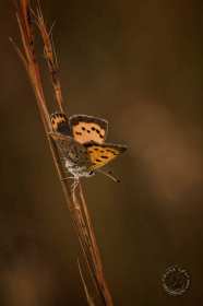 American Copper Butterfly BU8467 American Copper Butterfly BU8467