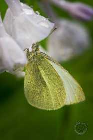 Sulfur Butterfly and Virginia Bluebells BU9933 Sulfur Butterfly and Virginia Bluebells BU9933