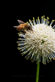 Honeybee on Buttonbush blossum IN10756 Honeybee on Buttonbush blossum IN10756