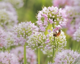 Western Honeybee on Allium lusitanicum FL10675 Western Honeybee on Allium lusitanicum FL10675