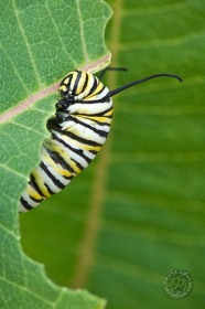 Monarch caterpillar IN8640 Monarch caterpillar IN8640