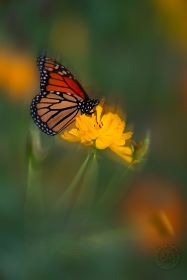 Monarch Butterfly (Danaus plexippus) and Flower in Motion BU10818 Monarch Butterfly (Danaus plexippus) and Flower in Motion BU10818