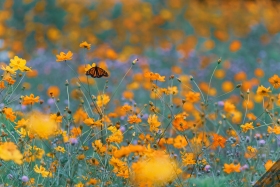 Monarch in pollinator meadow BU10666 Monarch in pollinator meadow BU10666