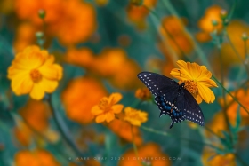Black Swallowtail BU10749 Black Swallowtail BU10749