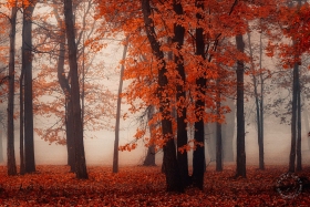 Foggy Autumn Woodland FC10714 Foggy Autumn Woodland FC10714