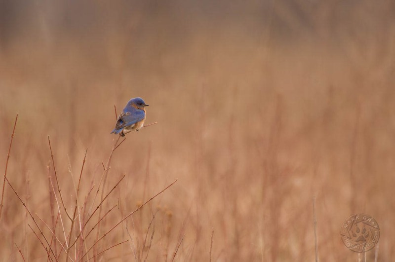 Eastern Bluebird in meadow BI10441